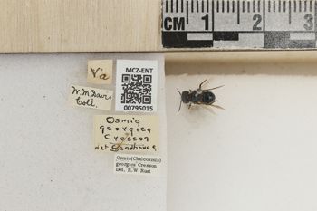 Media type: image;   Entomology 795015 Aspect: Labels